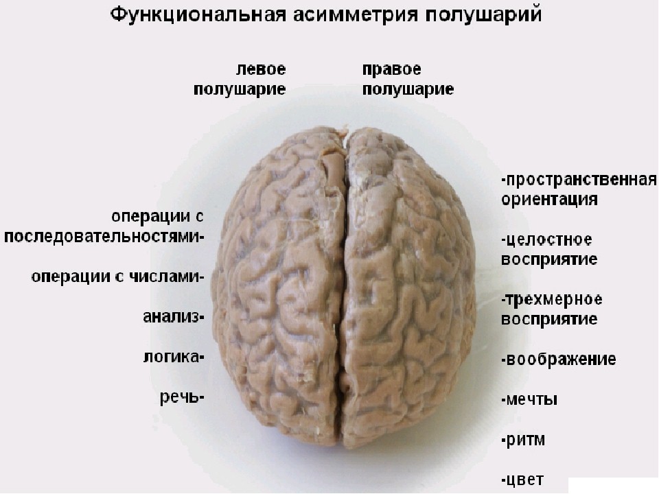 Какие функции выполняет полушария мозга